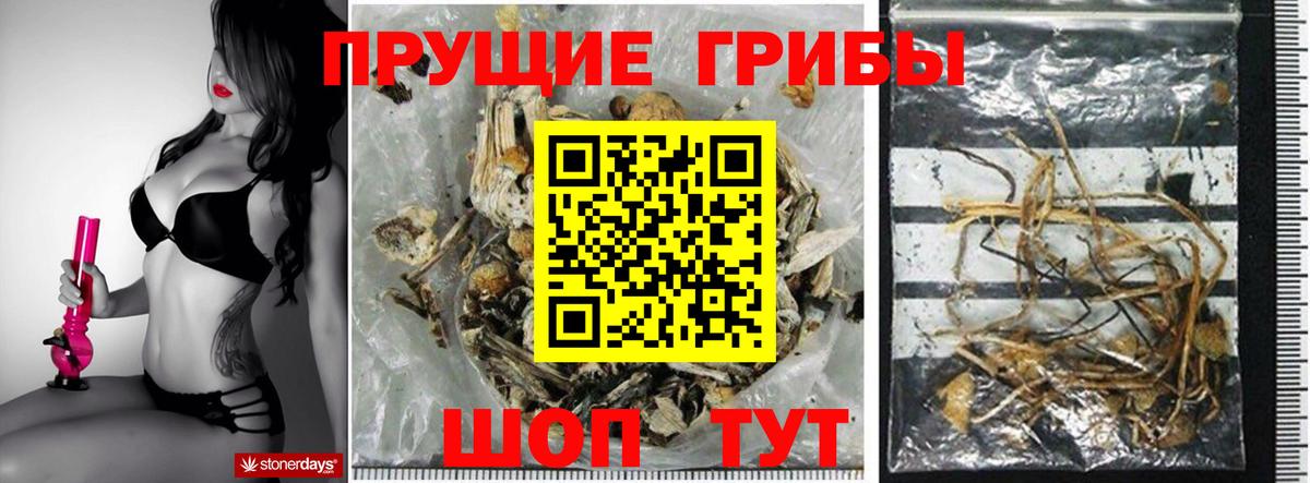 где купить наркотик  Псилоцибиновые грибы мицелий  Псилоцибиновые грибы ЛСД  Вход с VPN  Нарткала 